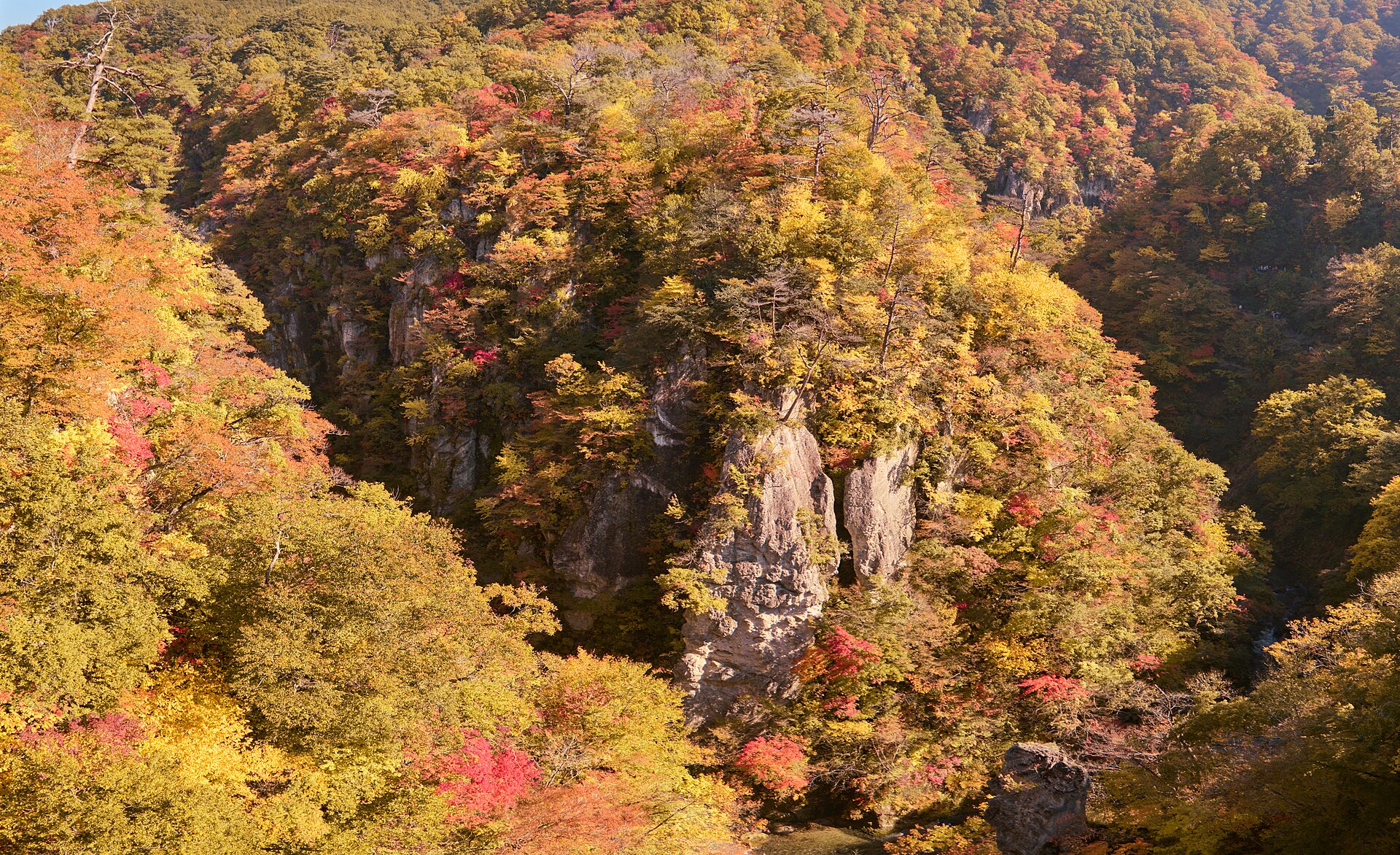 黄金色に染まった鳴子峡の岩壁と森